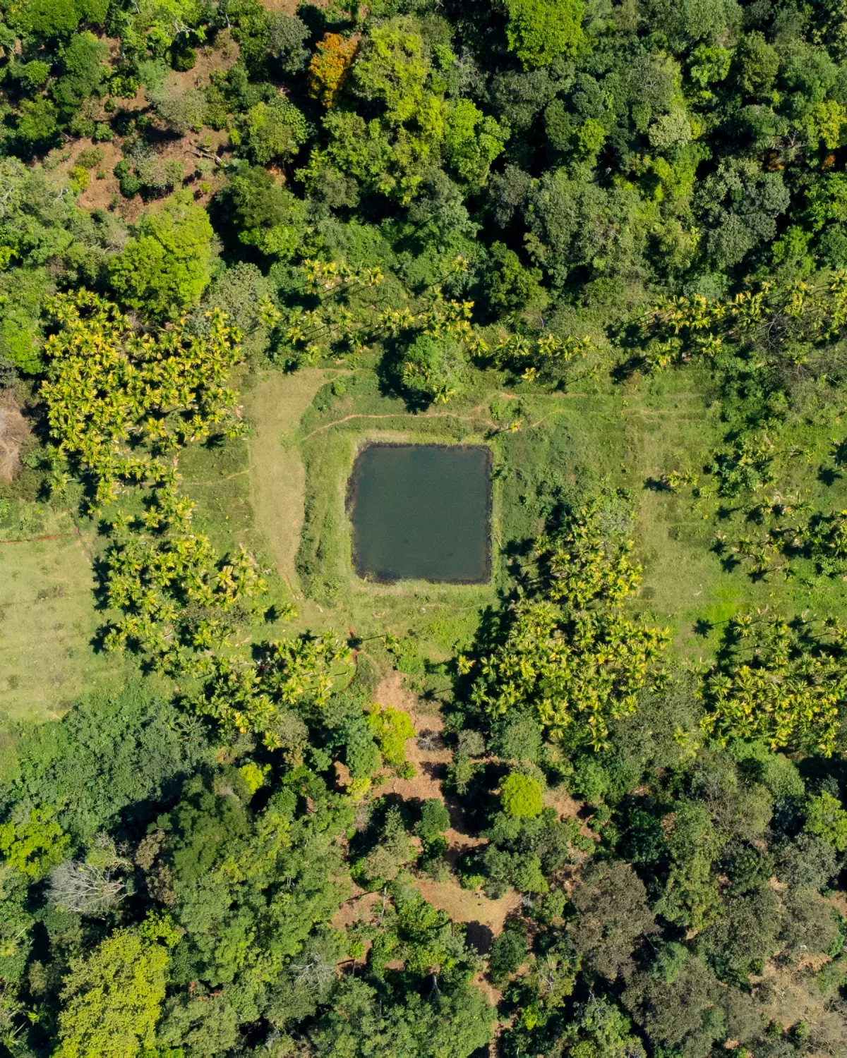 Coffee estates in Sakleshpur