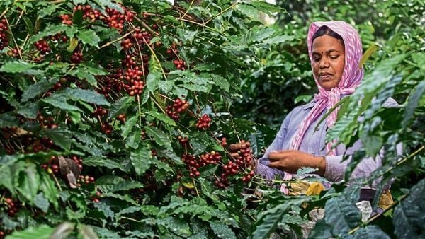 Close-up of green, shade-grown local Robusta coffee berry clusters developing on mature plantation branches.