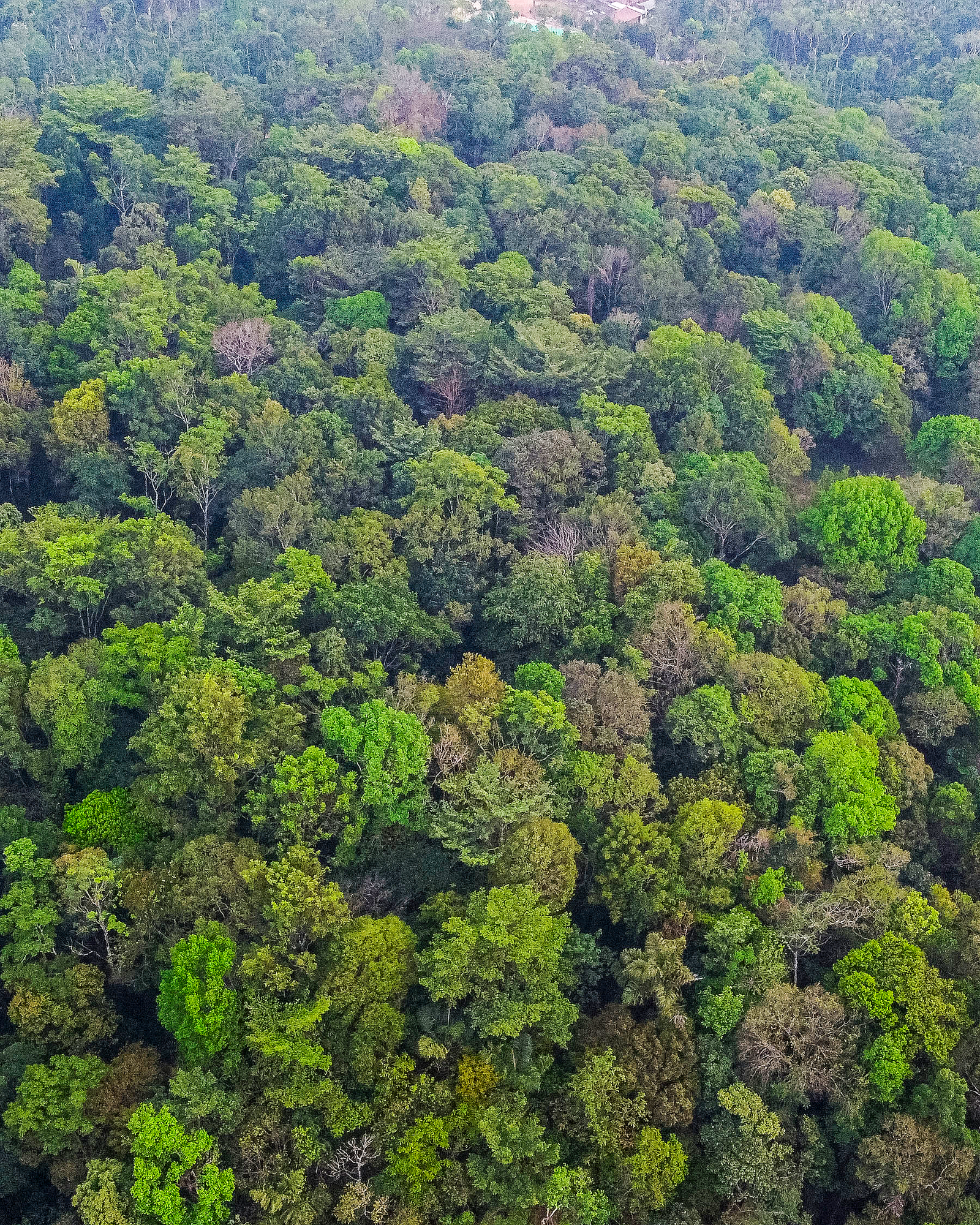 The Chanting Hills - Chikkamagaluru Managed Farmland