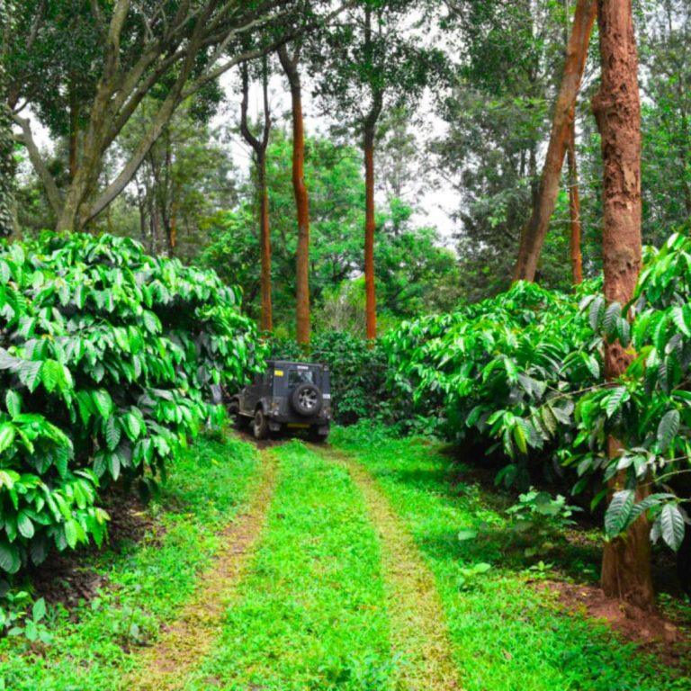 Farmland in sakleshpur