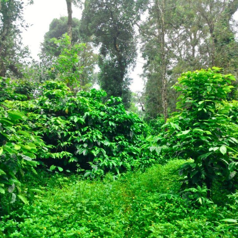 Farmland in sakleshpur