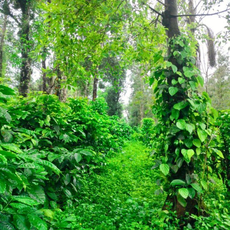 Farmland in sakleshpur
