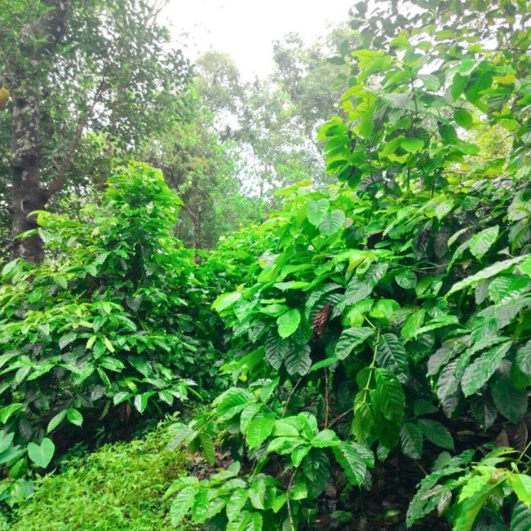 Farmland in sakleshpur
