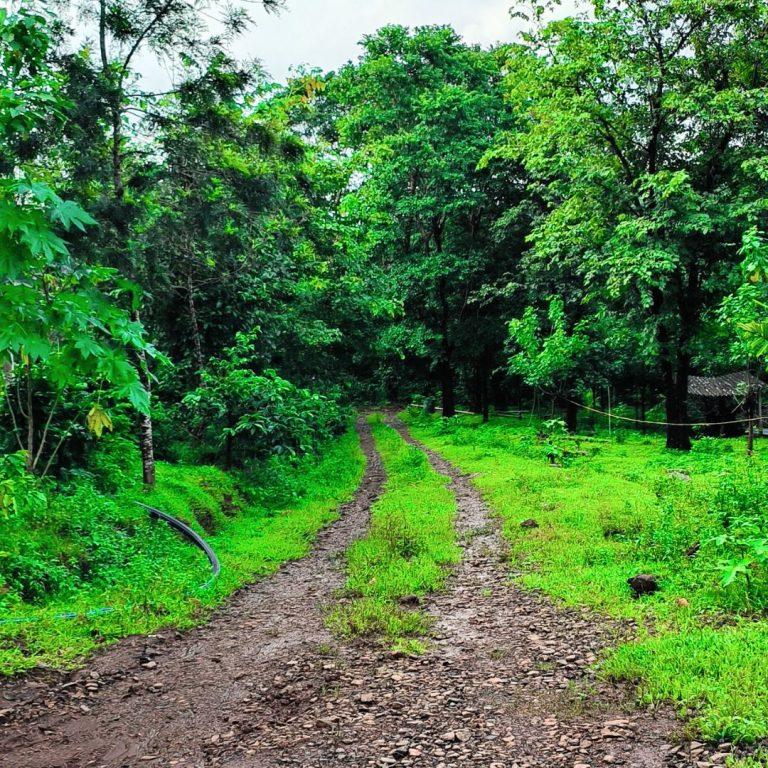 Farmland in sakleshpur